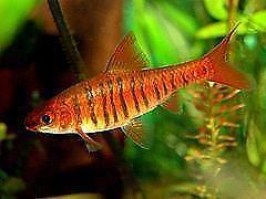 Barbus barilioides 